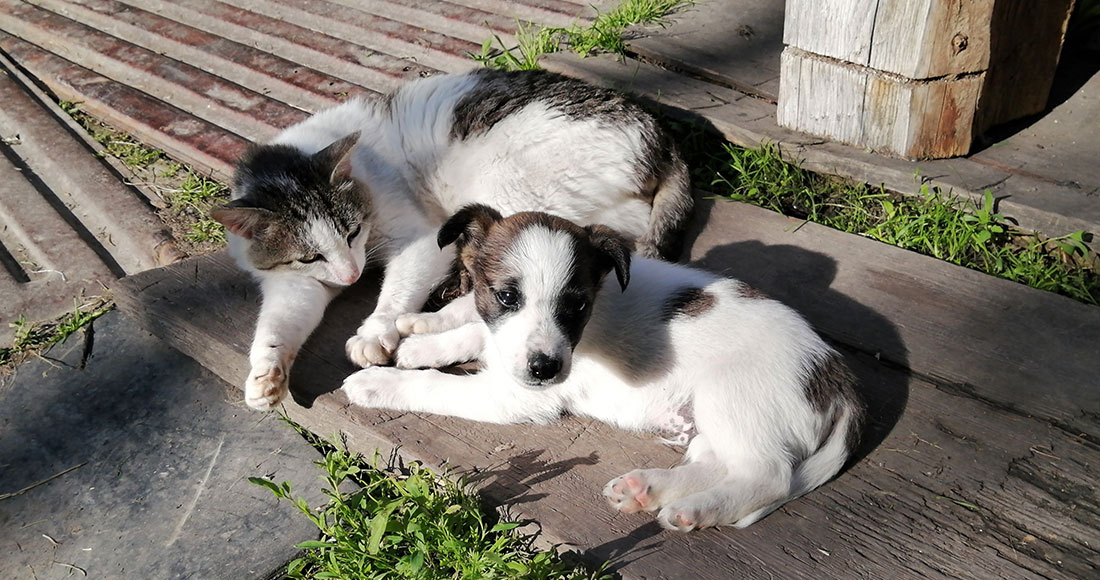 Animal Academy WordPress Site